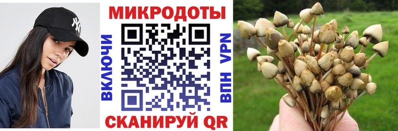 Галлюциногенные грибы Psilocybe  Слободской 